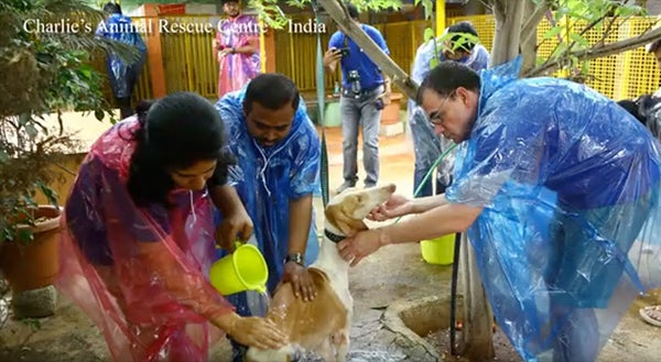 two men and a woman cleaning a dog at Charlie's animal rescue centre in India