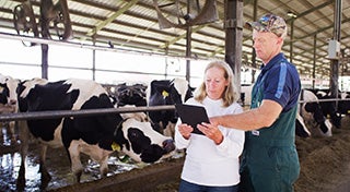man and woman looking at a digital pad in front of a pen full of cows