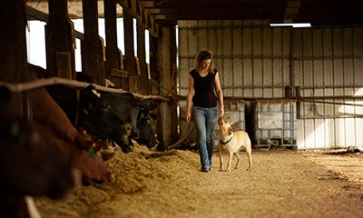 woman walking through a barn next to a cow pen whilst stroking a dog