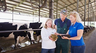 a veterinarian and two women with one holding feed and all inspecting it in front of a herd of cows
