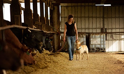 woman walking and stroking dog in a barn with cows next to them in pens