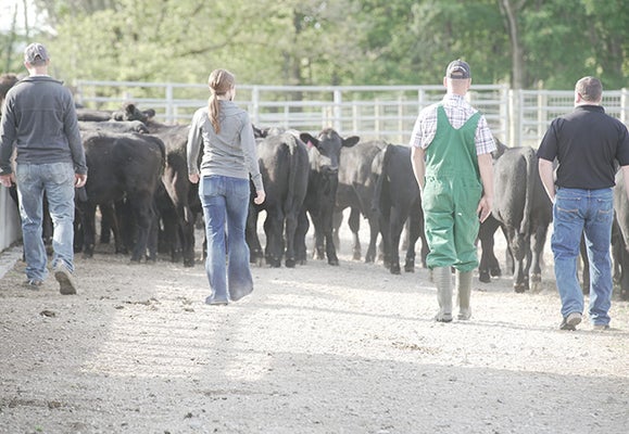 3 male farmers and a women walking towards a herd of cattle