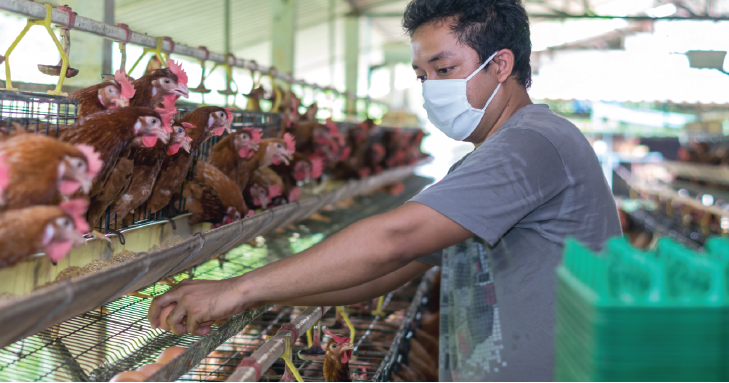 a person working with chickens