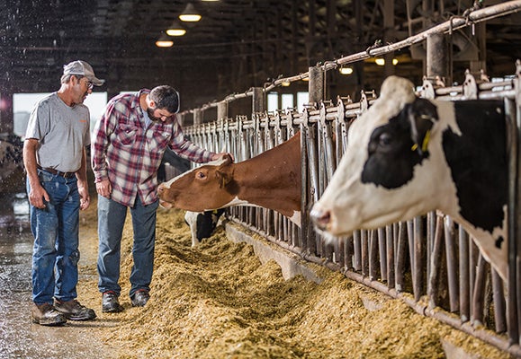 two men in a barn looking at a cow in a pen with one of the men touching the cow