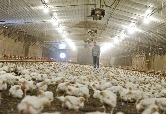 a man stood in the middle of a barn surrounded by chickens