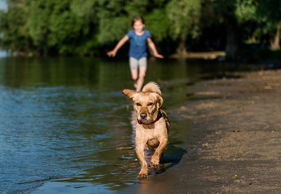 close up of a dog running next to water with a child running after in the distance