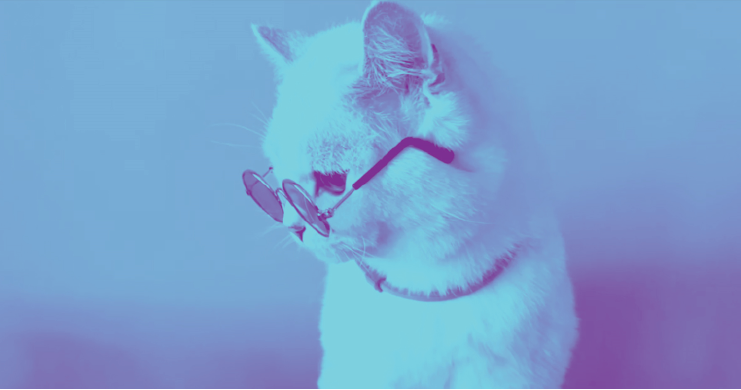New Anthem from Seresto Could be the 2022 Song of the Summer cat with sunglasses on
