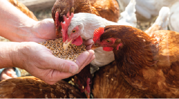 a person feeding chicken out of their hands