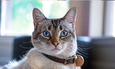 a close up image of a cat staring into the camera