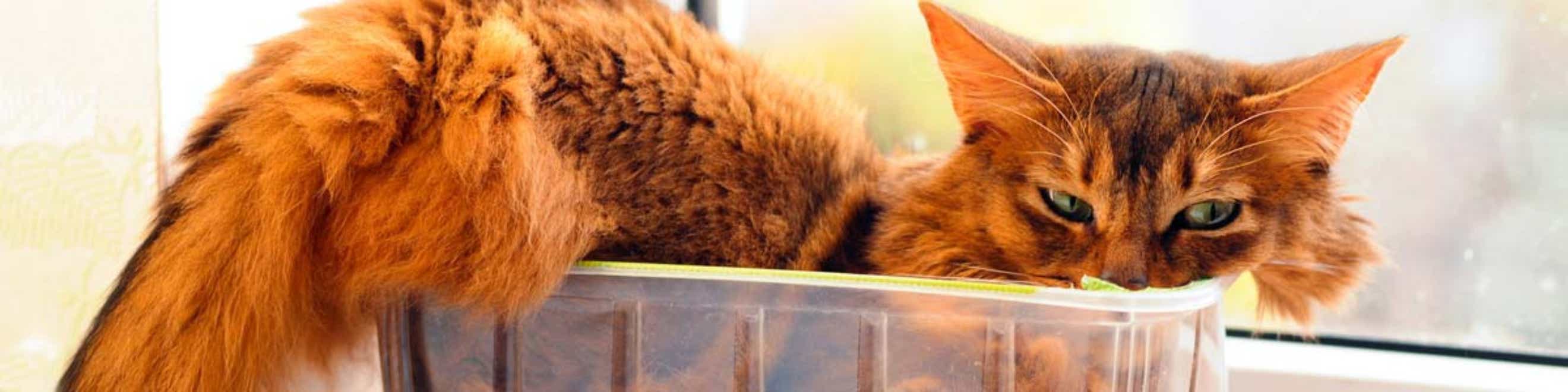 Furry red cat in a too small box