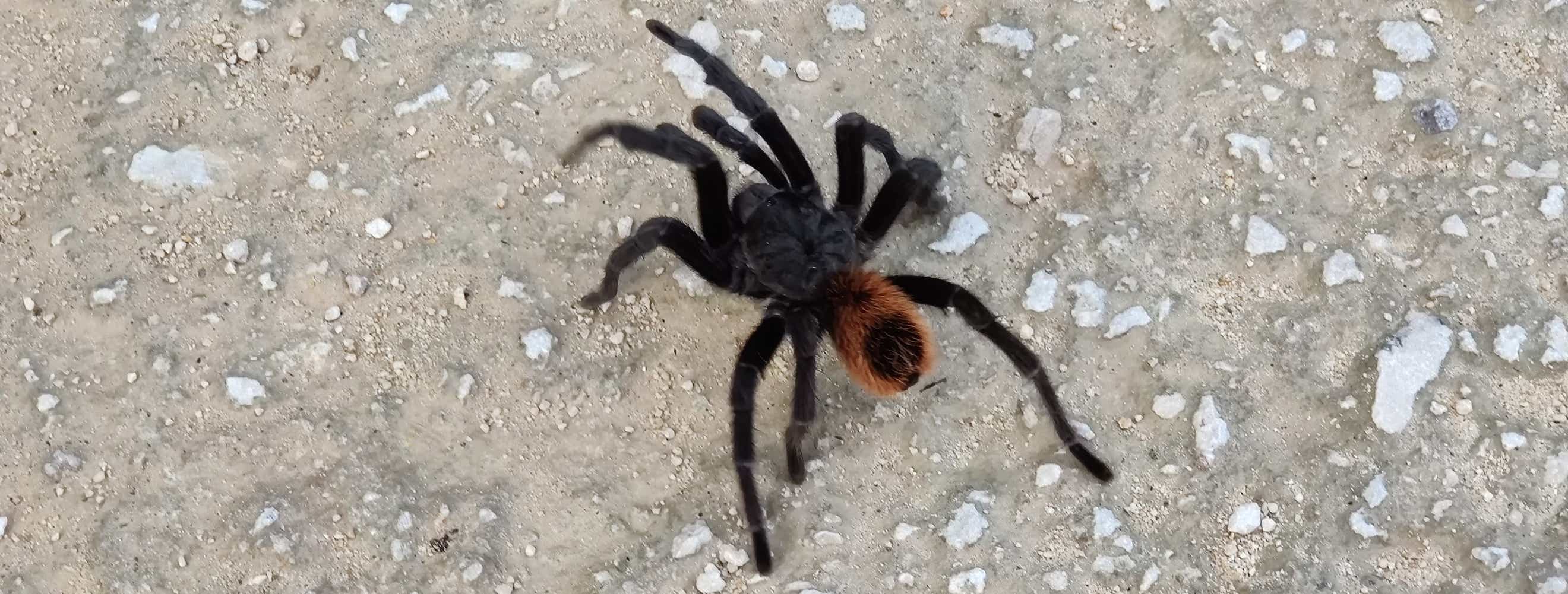 Eine Schwarzrote Vogelspinne in freier Wildbahn auf der Yucatán Halbinsel.