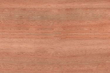 Eucalyptus Wood Sample