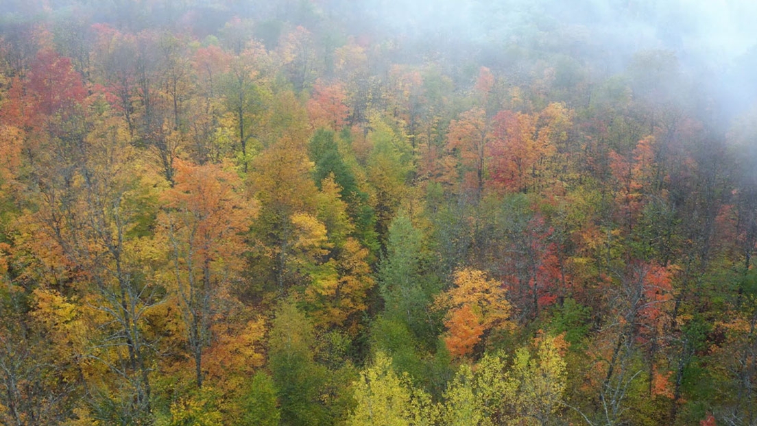 Forest in fall