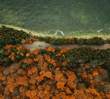 Forest near Lake Superior, Michigan U.S.A