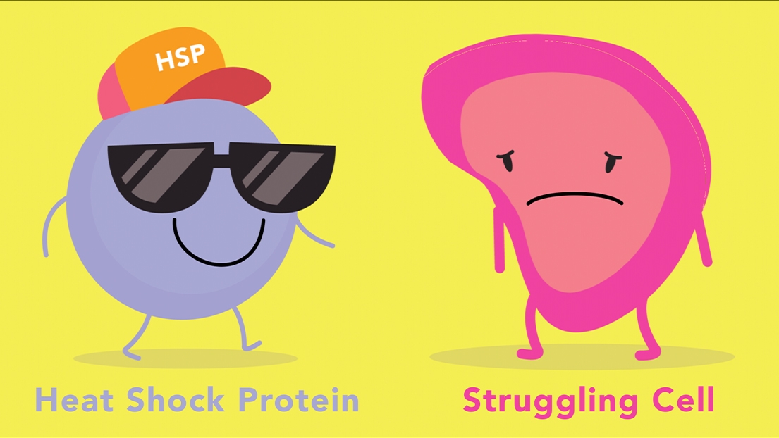 Heat shock protein animation 