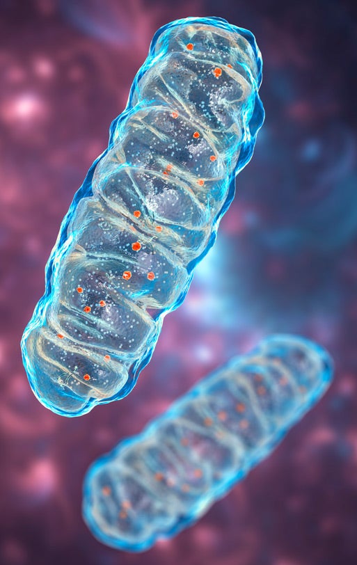 A mitochondria inside of a cell