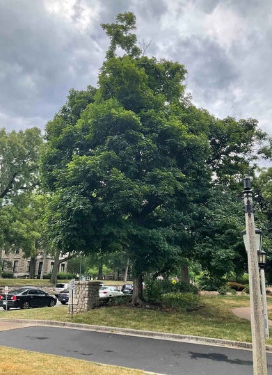 Hybrid Maple summer