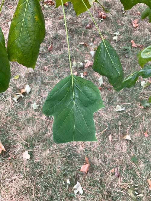 Tuliptree leaf