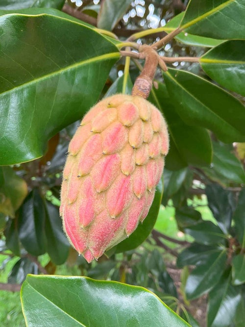 Southern Magnolia seed