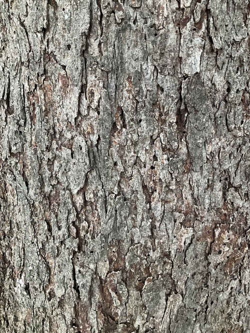 Red Mulberry bark