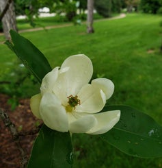 Sweetbay Magnolia flower