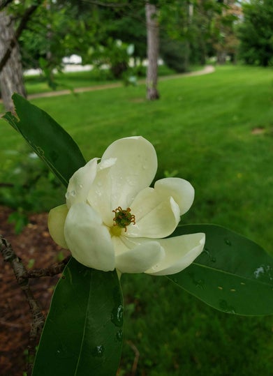 Sweetbay Magnolia flower