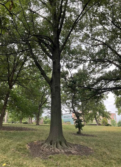 Texas Red Oak summer