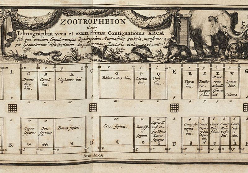 Detail of “Ichnographia” (fifth image), level one, showing the compartments for large animals such as elephants, rhinos, lions, tigers, even wolverines (gulones); their dinner is right across the aisle, engraving in Arca Noë, by Athanasius Kircher, foll. p. 108, 1675, copy 2 (Linda Hall Library)