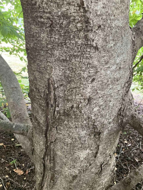 Red Horsechestnut bark