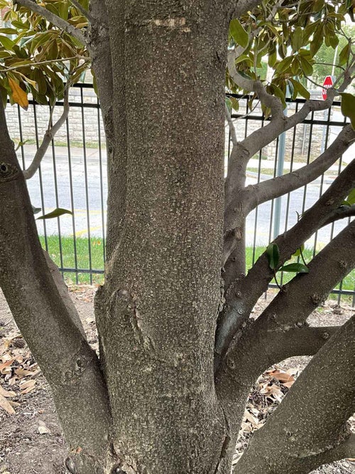 Southern Magnolia bark