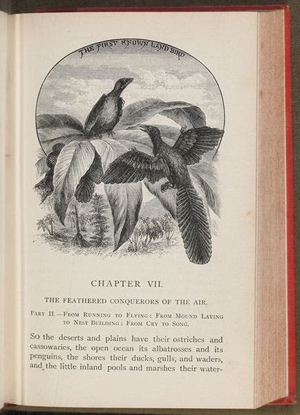 The first page of chapter 7, with headpiece titled: “The First-Known Land Bird,” wood engraving by Theo Carreras, Winners in Life's Race, or the Great Backboned Family, by Arabella Buckley, 1882 (Linda Hall Library)