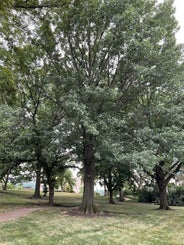 Shumard Oak summer