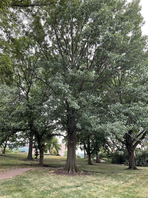 Shumard Oak summer