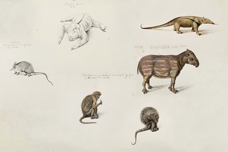 Paintings of Brazilian animals by Frans Post, recently discovered in the Noord-Hollands Archief, on display at the National Museum of Ireland, 2018 (revistapesquisa.fapesp.br/en)