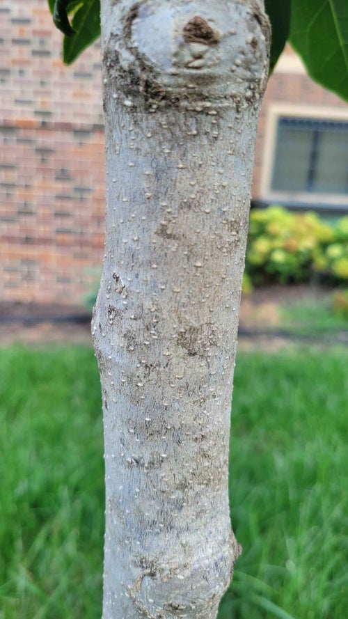 Cleopatra Magnolia bark