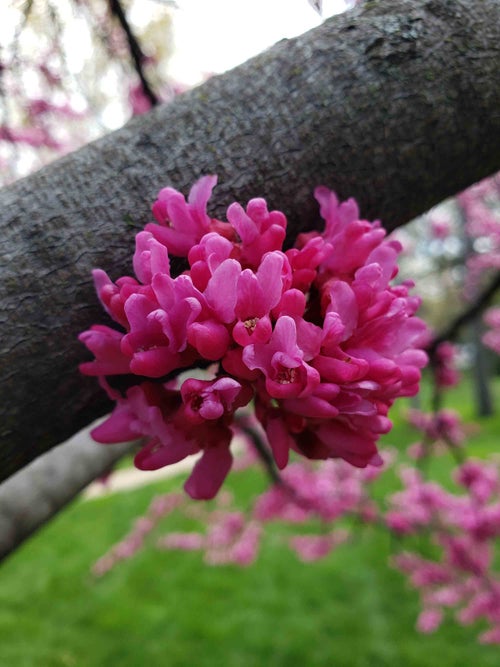 Redbud flower