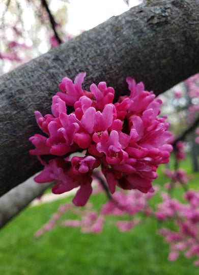 Redbud flower