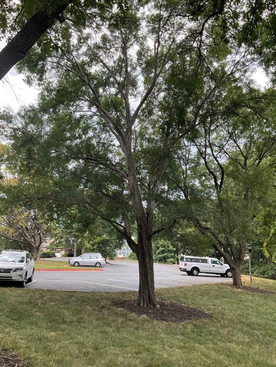 Lacebark Elm summer