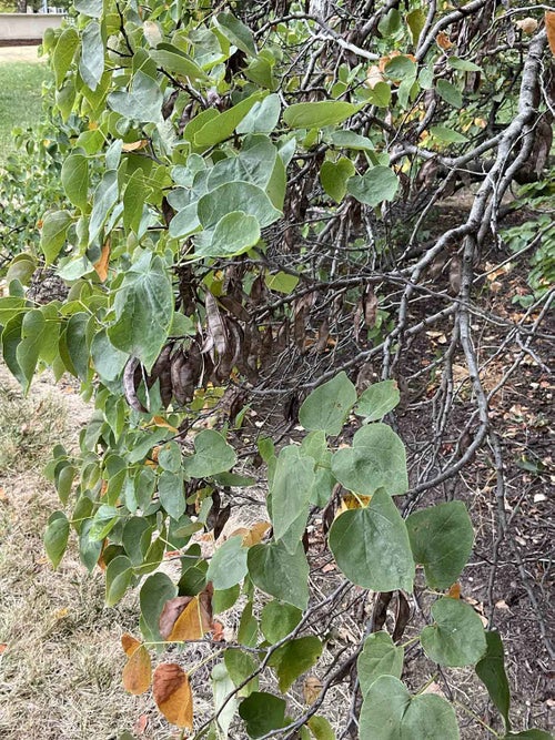 Redbud leaf