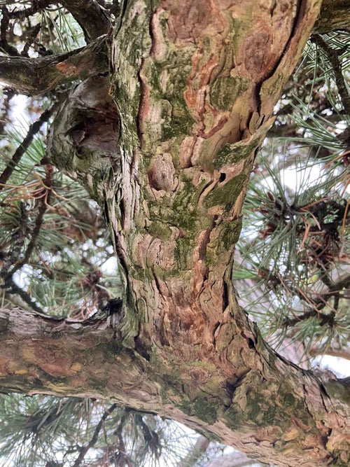 Austrian Pine bark