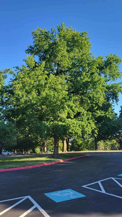 Sweetgum summer