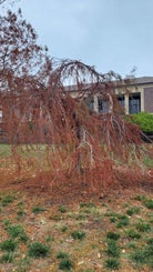 Weeping Baldcypress fall