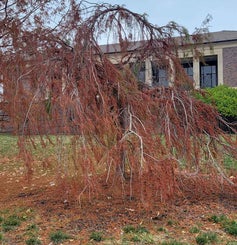 Weeping Baldcypress fall