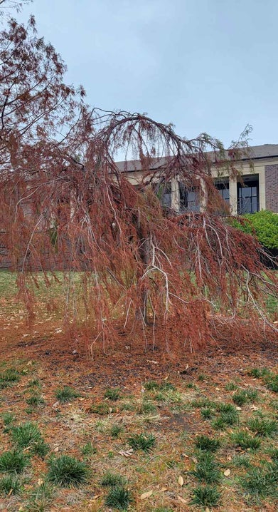 Weeping Baldcypress fall