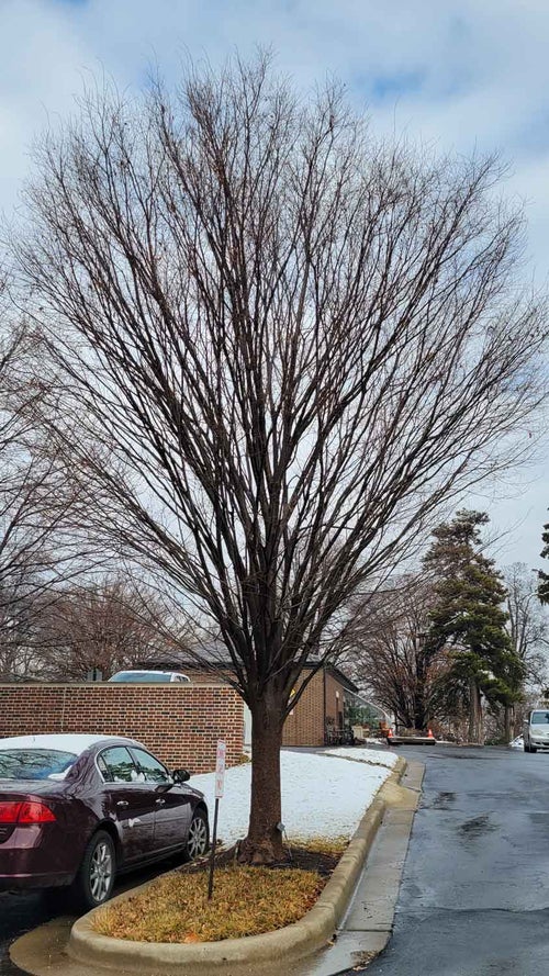 Japanese Zelkova winter