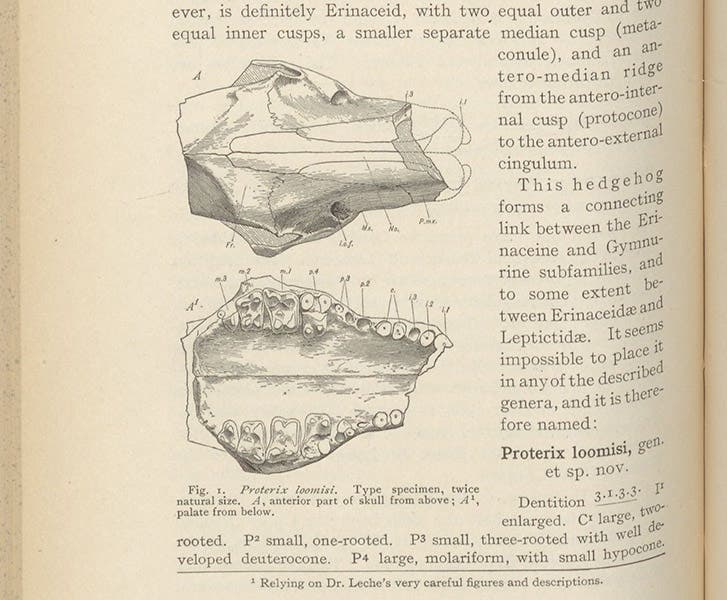Skull of the first hedgehog ancestor found in the Americas, Proterix loomisi, described and illustrated by William D. Matthew, Bulletin of the American Museum of Natural History, vol. 19, p. 228, 1903 (Linda Hall Library)