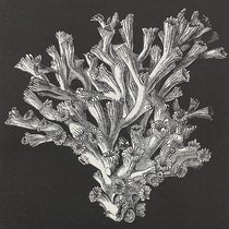 Lophohelia prolifera, a deep-sea sponge, wood engraving, in The Depths of the Sea, by Charles Wyville Thomson, p. 169, 1873 (Linda Hall Library)