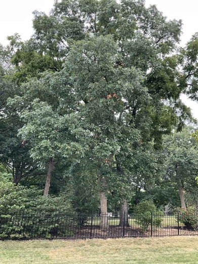 Dwarf Chinkapin Oak summer