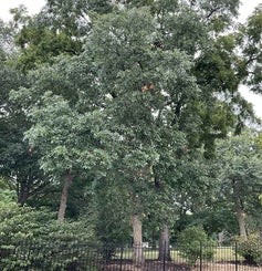 Dwarf Chinkapin Oak summer