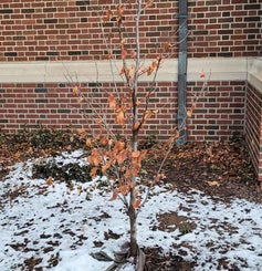 Persian Ironwood winter